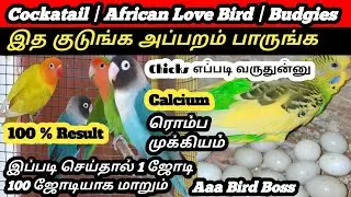 Best Calcium Sources for Pet Birds: Complete Guide for Strong Bones  | Aaa Bird Boss
