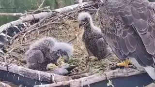 Eagle eaglet tries for self feeding on fish | Dade County Eagle | Jan 10, 2026