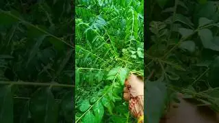 #shortvideo #curry #ptta #health #recipe