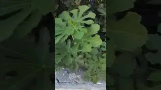 Wild Fig Tree Growing at Derelict House in Kos Town Greece