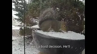 Winter Is Here 2025 #Squirrel, #BlueJay, #Missouri, #Birds, #Nature, #birdfeeder, #cardinal