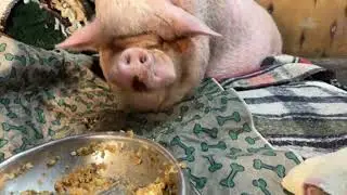 Arthurs Acres Animal Sanctuary is live!