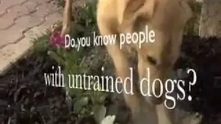 Dog Training Franchise Information