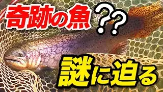 【東山湖FA】富士の介は釣れる？激レア高級魚に挑むエリアトラウト
