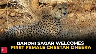 Gandhi Sagar welcomes first female cheetah &lsquo;Dheera&rsquo;, relocated from Kuno Park
