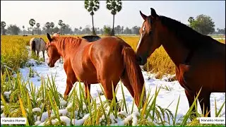 Winter Horse Moments &ndash; Snow-Dusted Rice Field