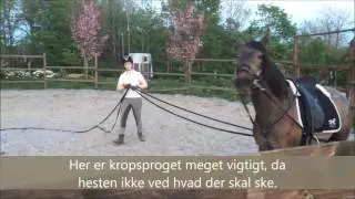 Klargøring og tilridning af unghesten.