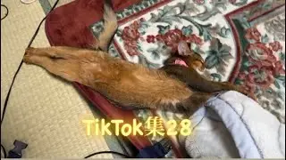 ツムギのTikTok集28