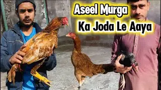 Aseel Murga Ka Joda Le Aaya 🥰 || Asil brought a pair of chickens 