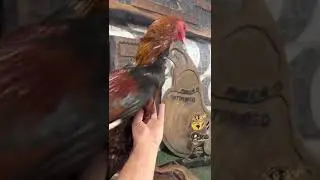 PISCA dando um Xero no Padr&atilde;o Fifa 🏆❤️