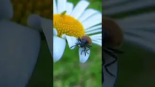 Микрокосмос