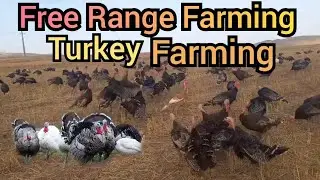 Free range chicken farming । Free range turkey farming । Poultry farm in Assam 