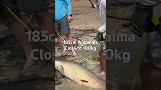 185cm Arapaima