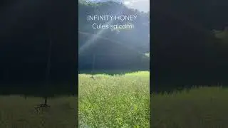 INFINITY HONEY - cules salcam