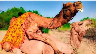 Camel she camel meeting camel meeting camel reproduction naturally video #meeting #camel #animals 