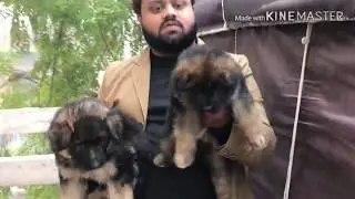 Kci reg certificate German Shepard puppy male 45000 female 40000 #pets villa 9657686566