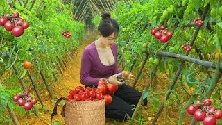 Harvesting a small tomato garden to market sell - Make a salad from tomatoes and lettuce process