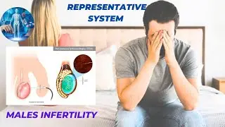 Reproductive System Deformality | Male Infertility | Overview & Causes