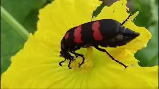  Insect - nature interaction. 