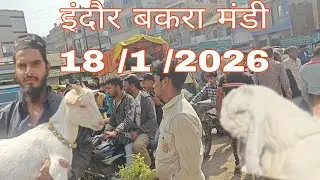 इंदौर बजरिया बकरा मंडी  18 January 2026 #indorebakramandi 