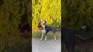 Dog Gets Caught Trying To Run Away