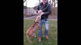 Renascence bulldog Roxy