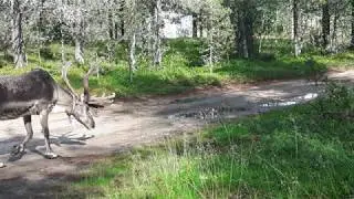Taikakuu - Lapin kesä