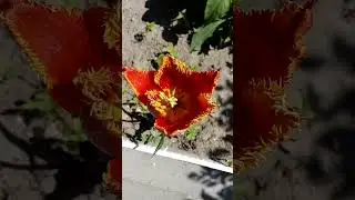 Интересный красивый желто красный бахромчатый тюльпан Interesting beautiful yellow-red fringed tulip