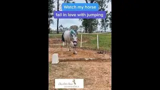 Teaching my horse to jump! // +R // Clicker training horses