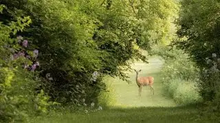 a quiet playlist for living a quiet life 🍃