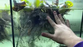 Nuevo acuario 280L y me declaro en guerra contra las sanguijuelas! 🩸💥