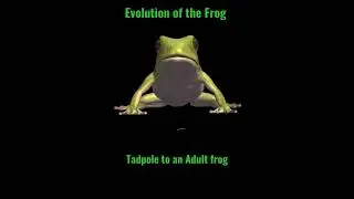 #shorts #tadpole #frog #evolution #lifecycle #toad #animal #nationalgeographic #dance #music #fun
