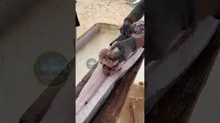 Awesome professional conger eel cutting skills!