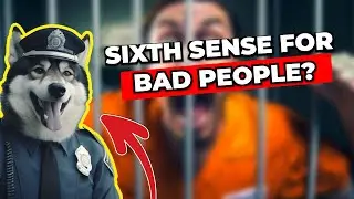 Do Dogs Have a Sixth Sense for Bad People: Here's The TRUTH!