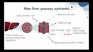 Liver Function and Metabolism