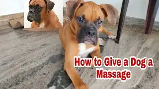 Dog Massage | How To Give a Dog a Massage | Happiness | Boxer Dog | 🐶🐕