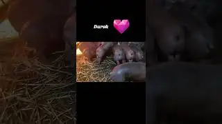 Purcei Durok gata de rezervare