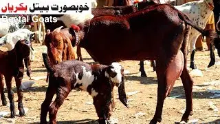 Beautiful Beetal Goats - Sahiwal Bakra Mandi 2019