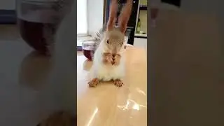 Funny squirrels #shorts #funnysquirrels #squirrels #squirrelshorts