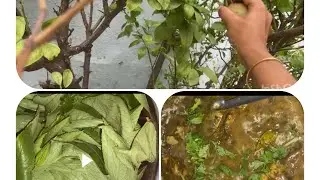 Daily vlog | #sunday routine #speciail lunch from garden vegetables 