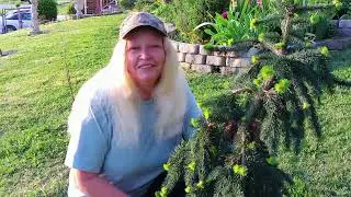 Planting A Tree On A Slope / Weeping Norway Spruce