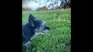 Perth dog parks & beaches