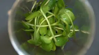 Why Microgreens Are the Nutrient Powerhouse You Need in Your Diet