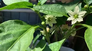 Dutch Bucket Peppers - I see Peppers!!