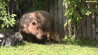Kapibary urodziły się w Zoo Opole [www.24opole.pl]