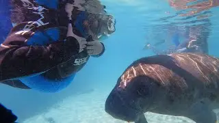 River Ventures 'The OG' Swim with a manatee tour