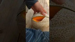 Checking ripe melon 🍈 #amazing#farming #shorts #cuttingskills #agriculture #trend #fruits #melon