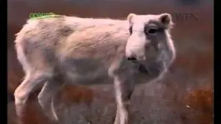 Safeguarding the Saiga Antelope - Uzbekistan