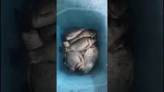 Караси