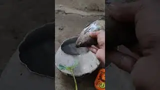 #keepvilla #turtle #waterpump #tortoise #animals #frog #fishing #fish #farming #keepvilladiy